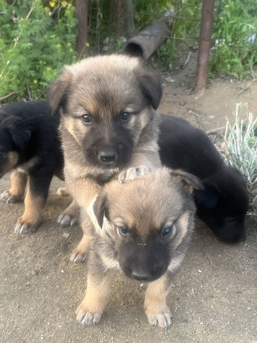 Щенята в добрые  руки