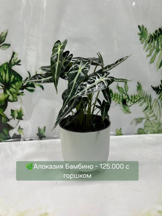 Пахира, Алоказии разные, Женское счастье, Антуриум(мужское счастье)