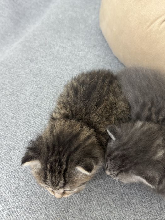 Котята ищят свой дом