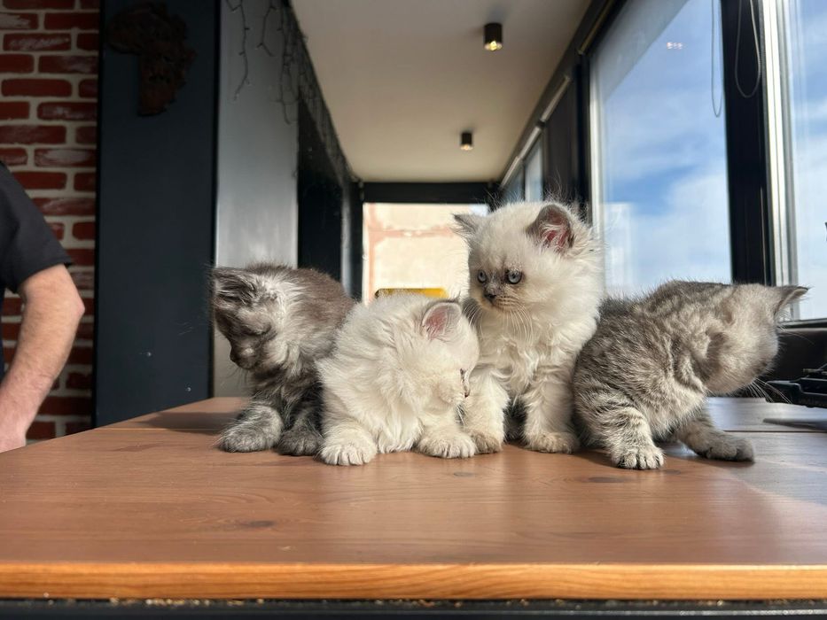 Британски котета