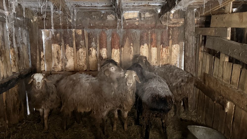 Продам кошкаров