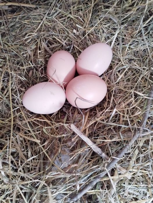 Ouă de la găini crescute bio