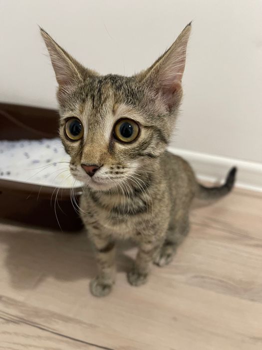 Отдам котенка 2-3 мес