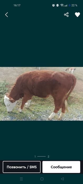 Животное сельхоз