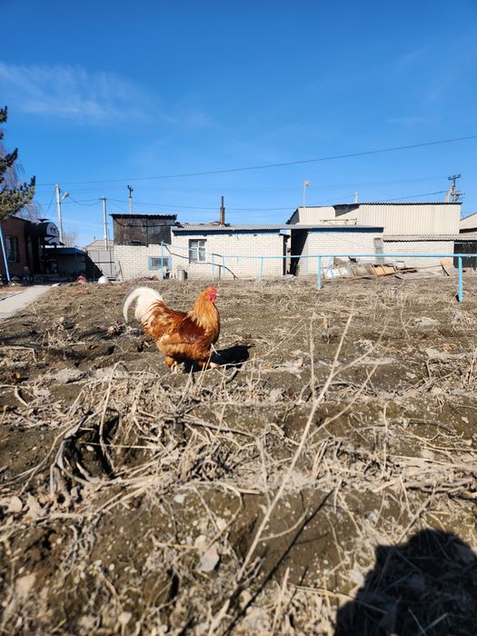 Ломан браун петух