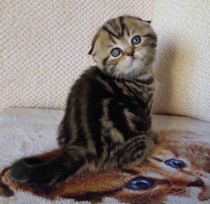 Шикарные шотландские вислоухие котята