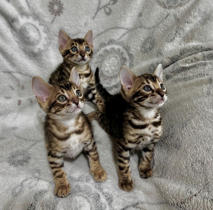 Бенгальские котята, мальчики