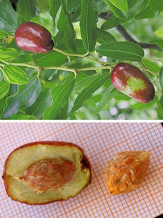 Pomi Fructiferi Exotici (Curmal Chinezesc )
