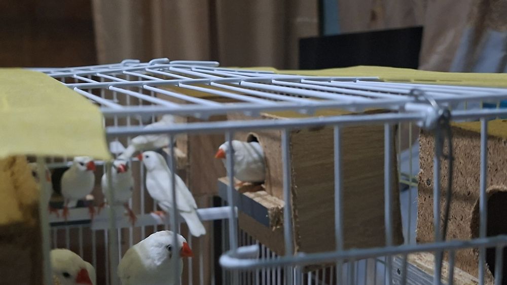 Амадинка кушлар 8 та