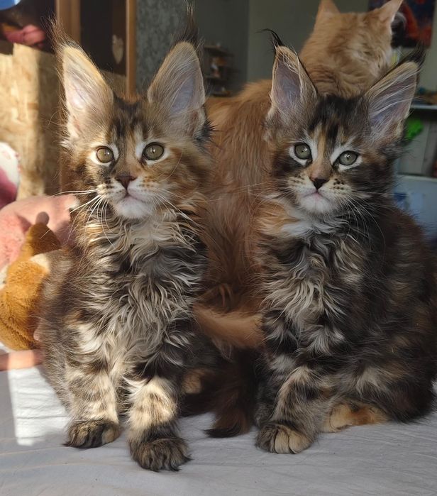 Куномалыши очень ждут своих родителей.