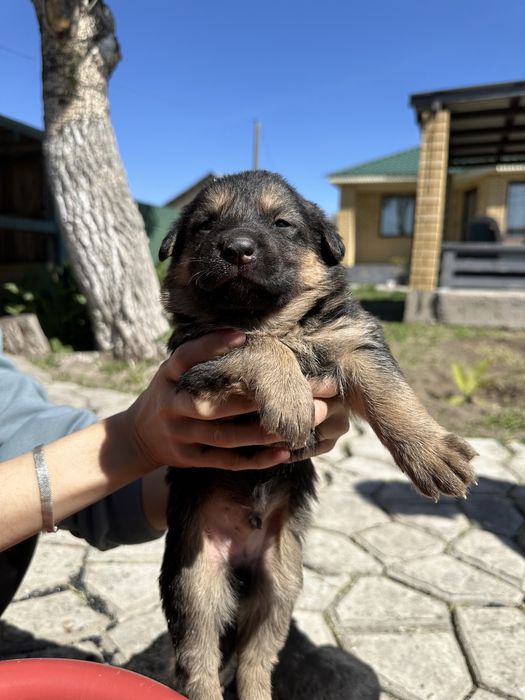 Продам щенки немецкой овчарки