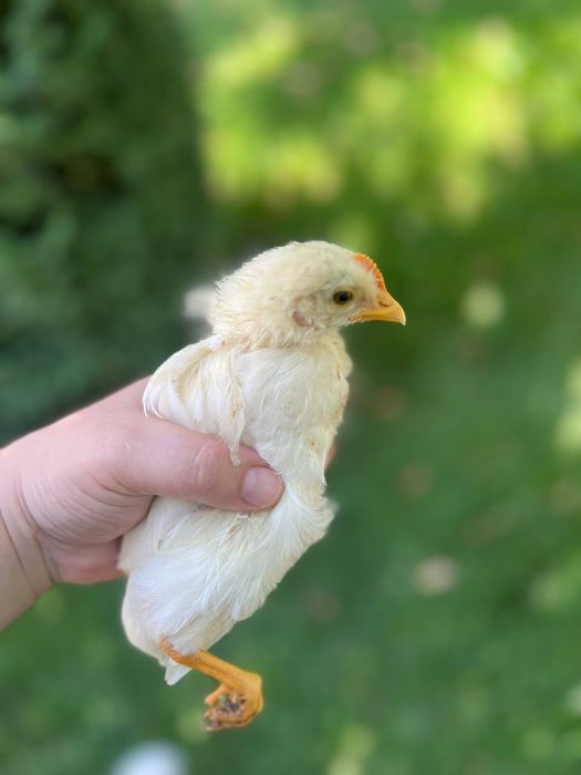 1 oylik baquvvat zotdor xo'rozchalar 34 ta bor kelishtirib bervoraman