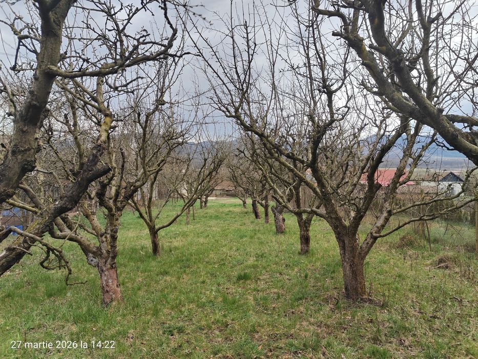 Casa cu livada / Teren intravilan / Sacel - 1350 mp Pozitie centrala