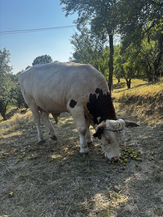 Taur de rasa aproape 2 ani