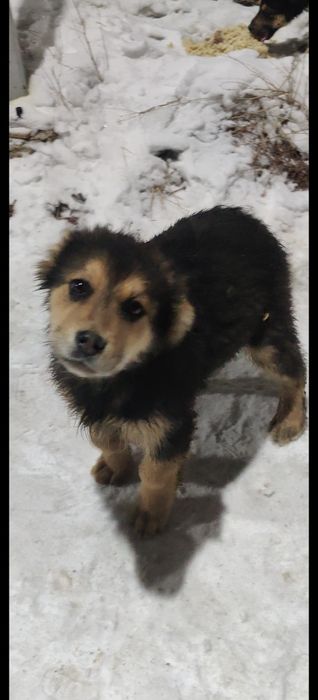 Щенки ищут семью