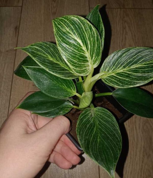 Продам комнатные цветы