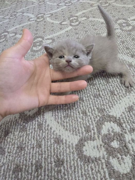 Срочно продаются котята