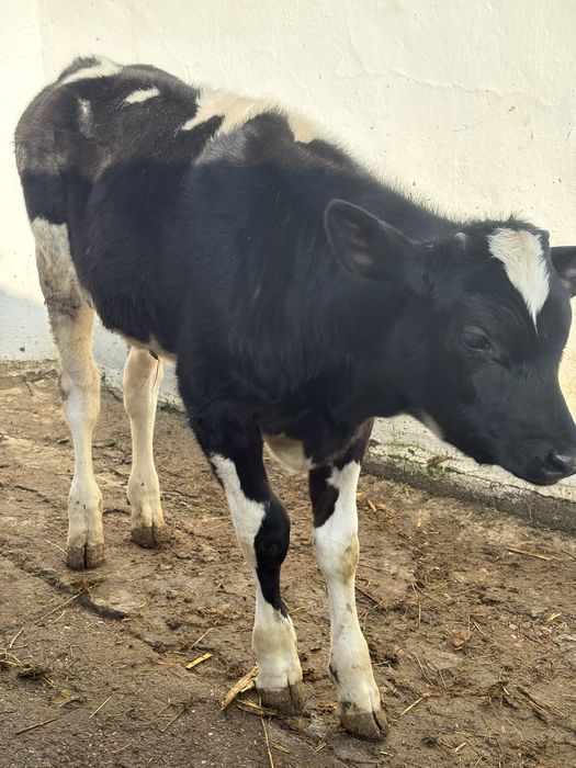 Vitel de vanzare 3luni jumatate