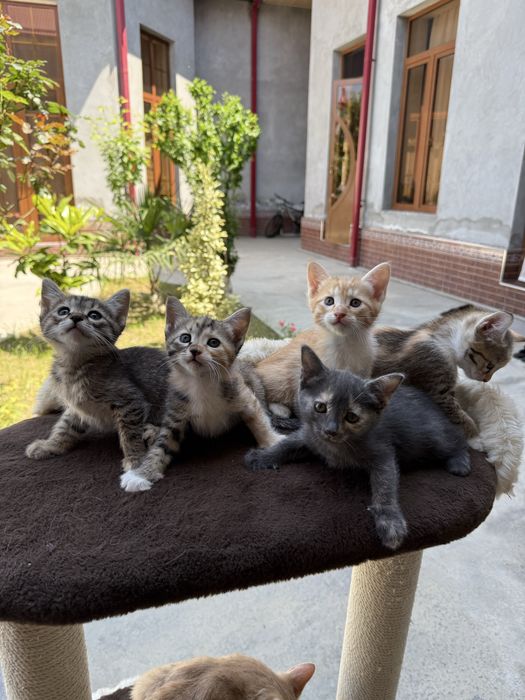 котенок