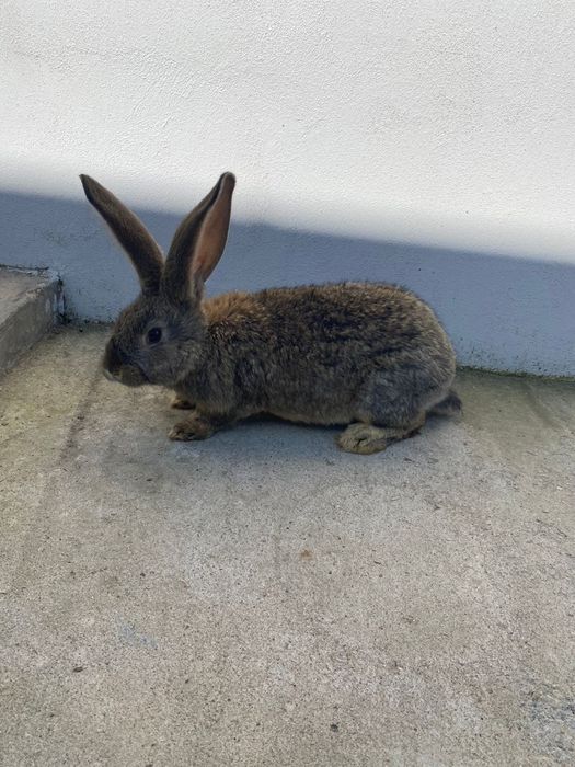 De vânzare mascul uriaș german