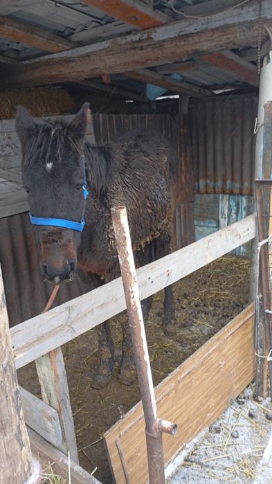 Жабағы еркек жорға