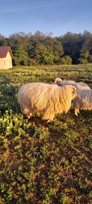 Vand o perche de oi cu un miel