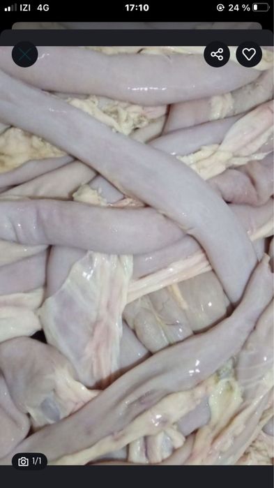 Продам кишки конские