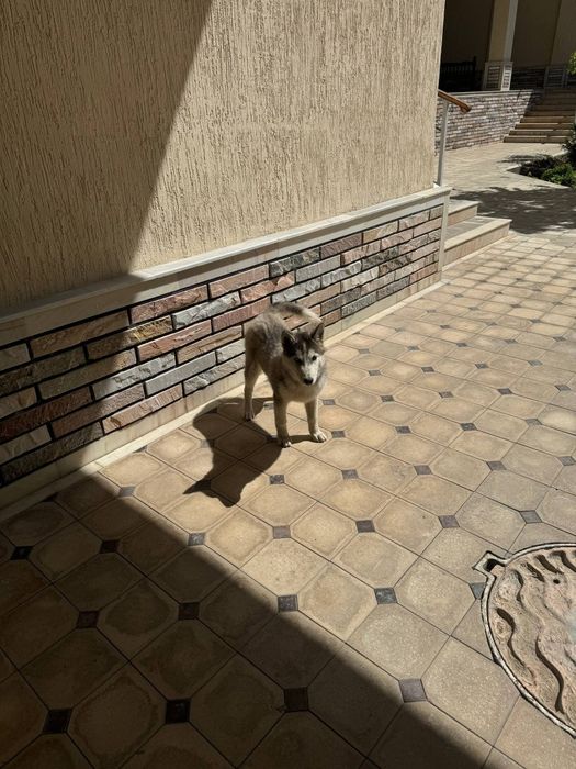 haska zotli it  sog‘lom