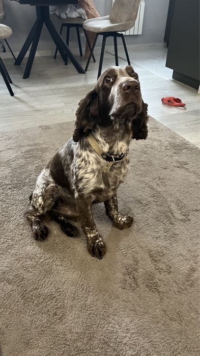 Случка вязка русский спаниель