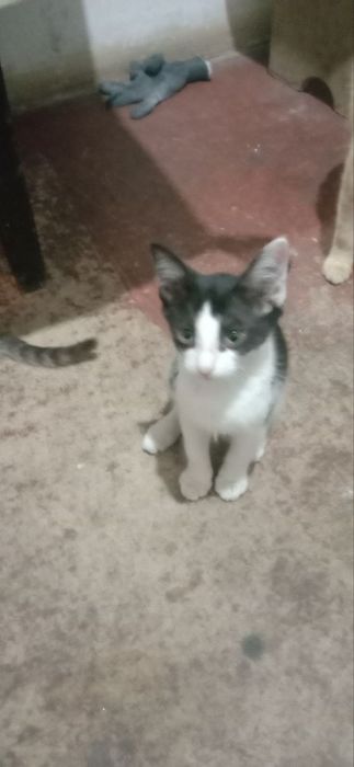 Пристраиваются только в добрые руки котята,2 месяца.