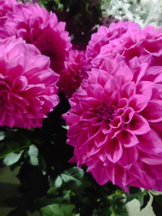 Георгин картошкаси бор сотилади срочна