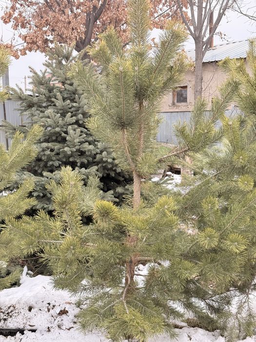 Тяньшаньская ель и сосны