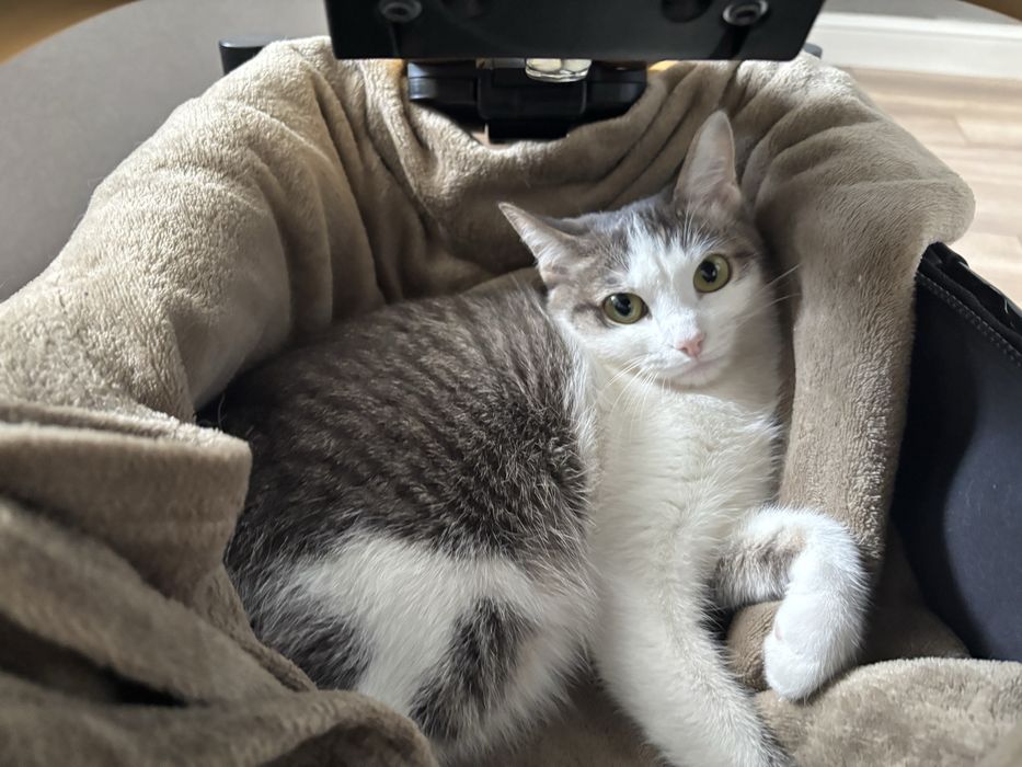 Кошечка ищет семью, девочка