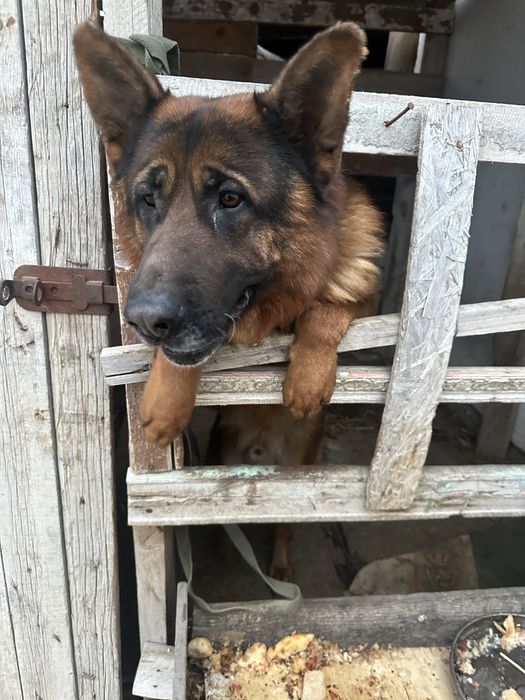 Добрые руки отдам овчарку