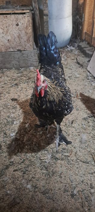Продам петушков срочно