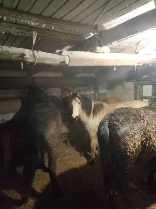 Продам Байталдар