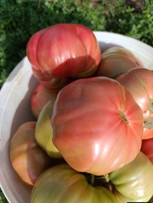 Разсад селски розов домат и червен селски  с тънка люспа и без кочан