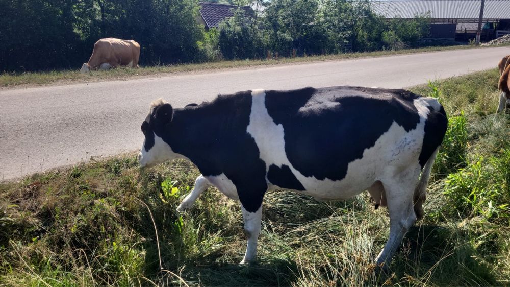 Vând două vaci pt abator