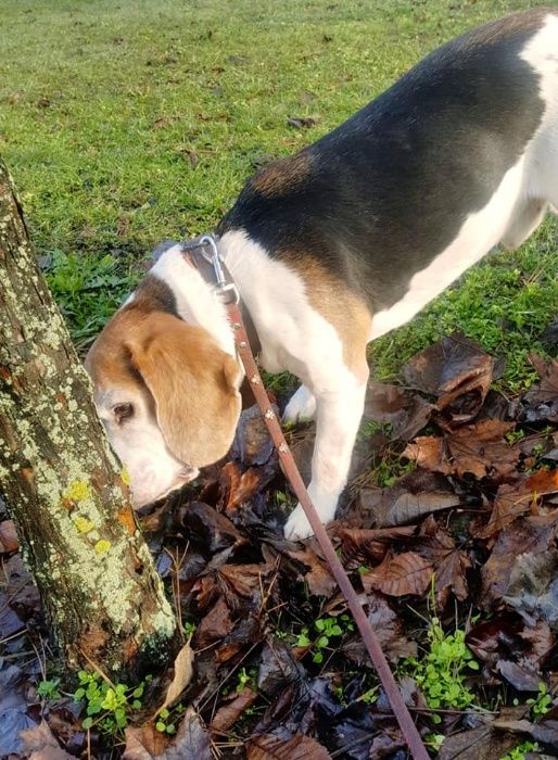 Pet sitter TM/ ingrijire caini si pisici la domiciliu / plimbare caini