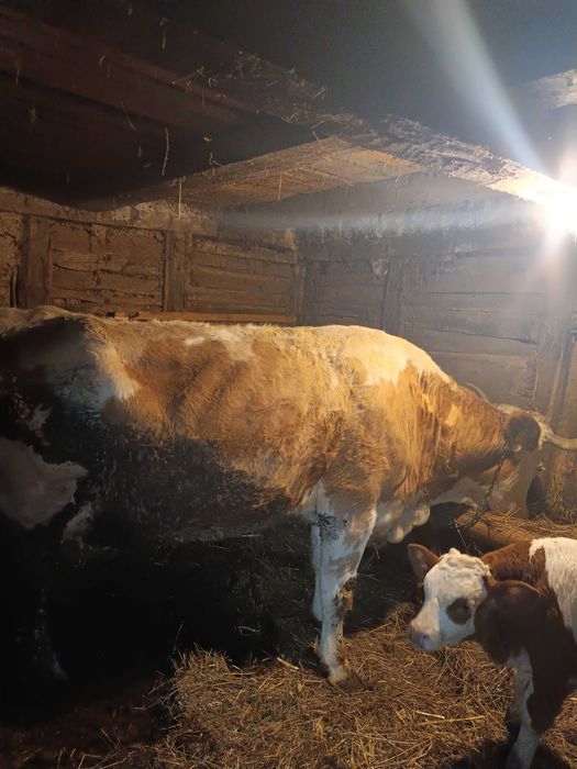 Vând vacă bălțata