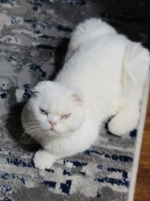 Мушук уйлантираман йоки сотаман