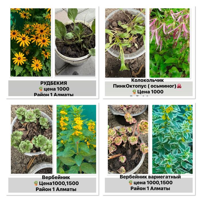 Продам комнатные цветы бегонии, олеандр