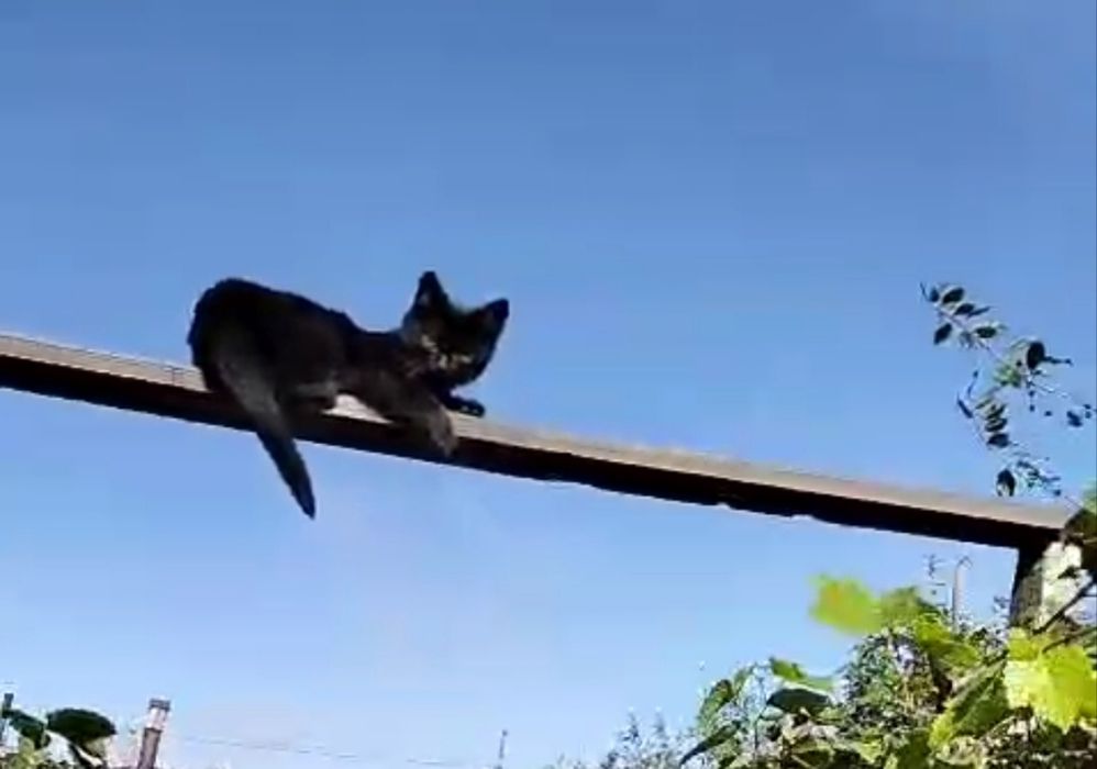 Отдам кошечку в добрые руки