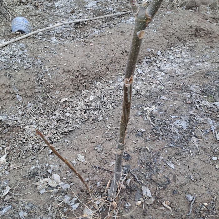 павловния саженцы