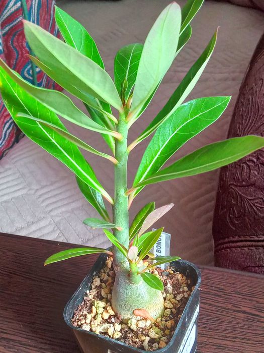 Сансевиерия,крассулы и др,