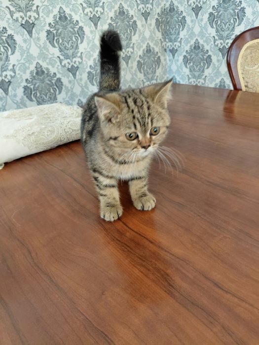 Scottish fold 1 yoshga tolmagan