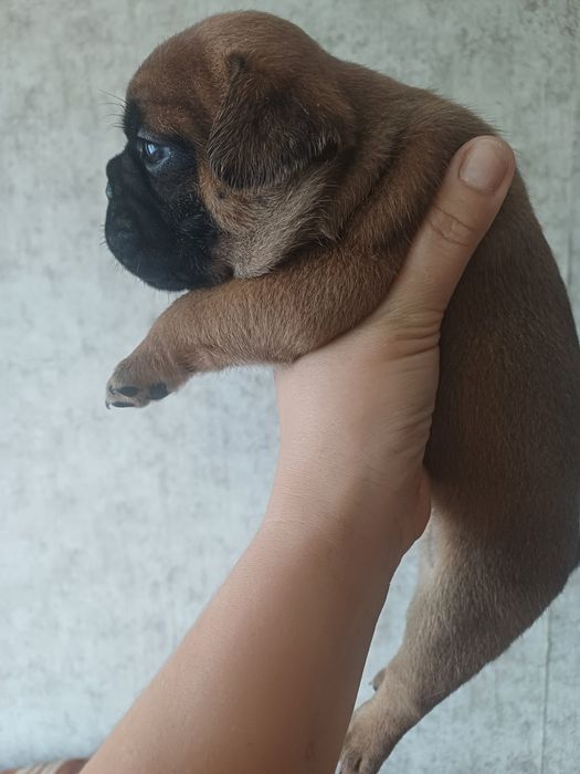 Щенок французского бульдога