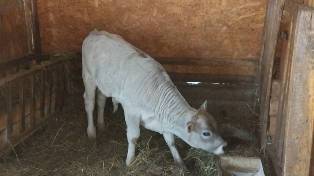 Vând vaca cu vitel tauras