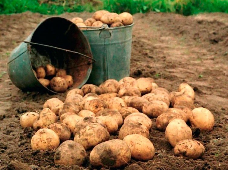 Продам сортовой домашний семенной картофель