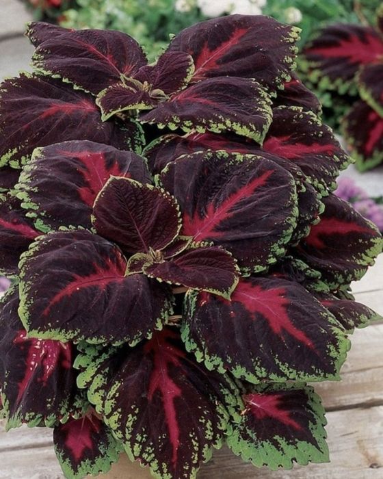 Продам комнатные цветы